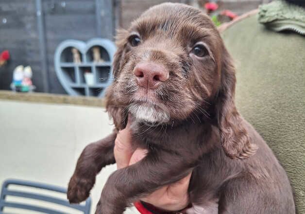 Cocker Spaniel Puppies for sale in Merthyr Tydfil