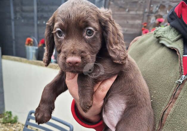 Cocker Spaniel Puppies for sale