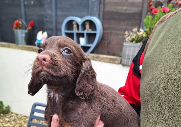 Pedigree Cocker Spaniel Pups for sale in Merthyr Tydfil, Merthyr Tydfil - Image 5