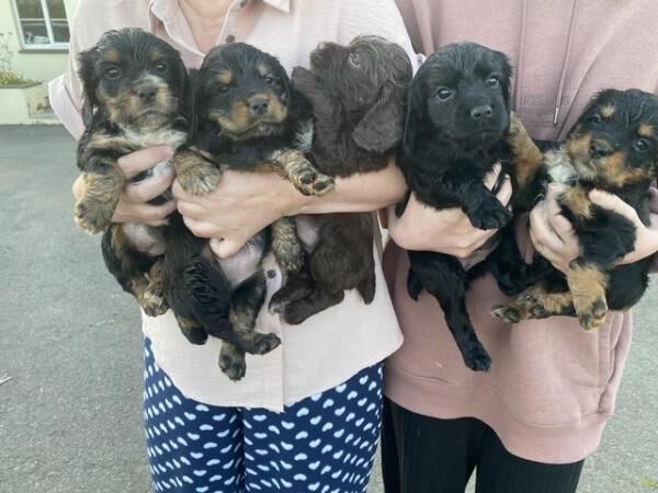 Pedigree cocker spaniels for sale in Okehampton, Devon - Image 1