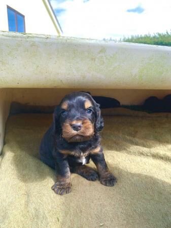 Pedigree cocker spaniels for sale in Okehampton, Devon - Image 2