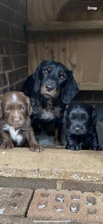 Pedigree cocker spaniels for sale in Okehampton, Devon - Image 3