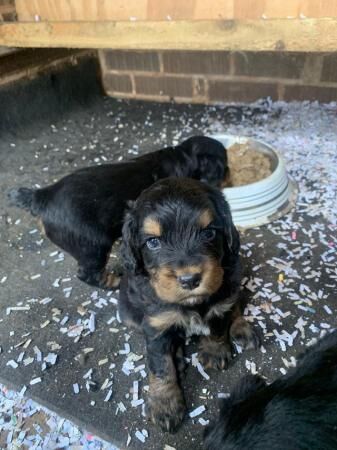 Pedigree cocker spaniels for sale in Okehampton, Devon - Image 4