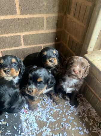 Pedigree cocker spaniels for sale in Okehampton, Devon - Image 5