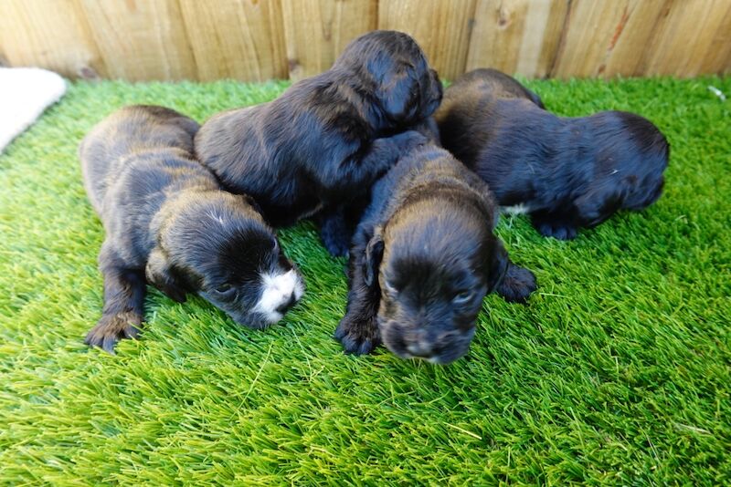 Pedigree working cocker spaniels for sale in Addlestone, Surrey - Image 1