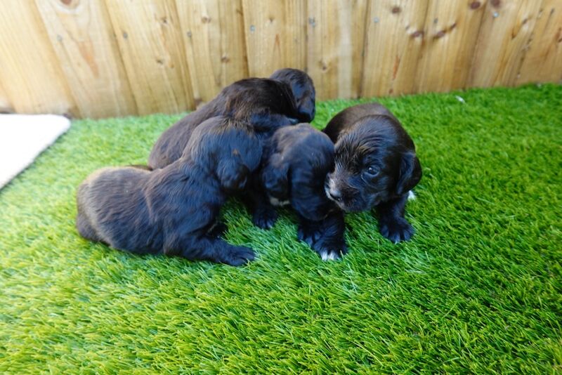 Pedigree working cocker spaniels for sale in Addlestone, Surrey - Image 2