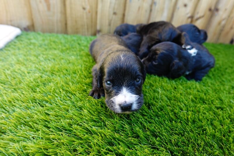 Pedigree working cocker spaniels for sale in Addlestone, Surrey - Image 3