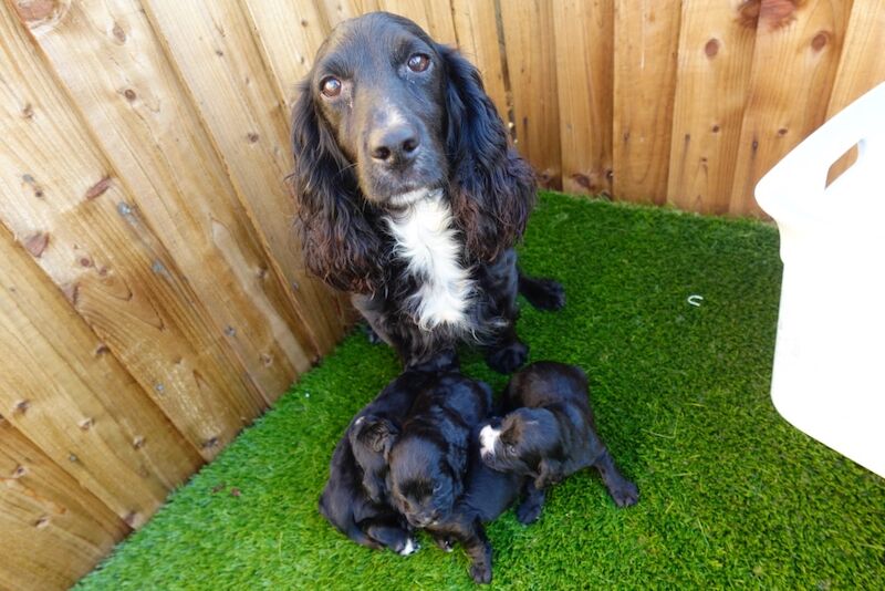 Pedigree working cocker spaniels for sale in Addlestone, Surrey - Image 4