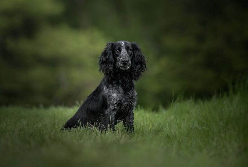 Pedigree working cocker spaniels for sale in Addlestone, Surrey - Image 6