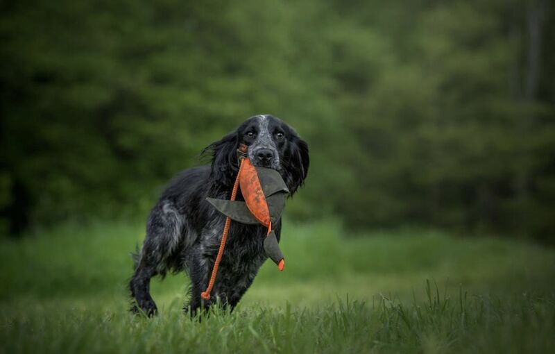 Pedigree working cocker spaniels for sale in Addlestone, Surrey - Image 7