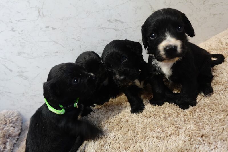 Pedigree working cocker spaniels for sale in Addlestone, Surrey - Image 9