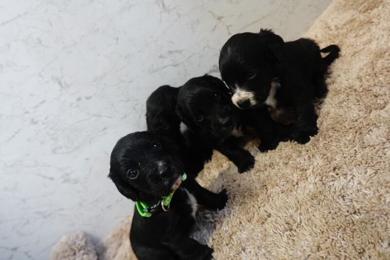 Pedigree working cocker spaniels for sale in Addlestone, Surrey - Image 10