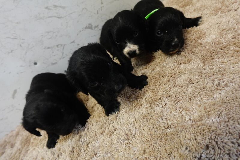 Pedigree working cocker spaniels for sale in Addlestone, Surrey - Image 11