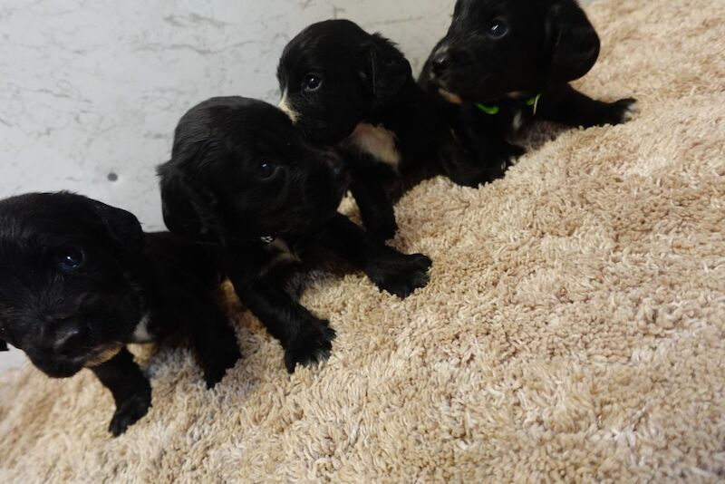 Pedigree working cocker spaniels for sale in Addlestone, Surrey - Image 12