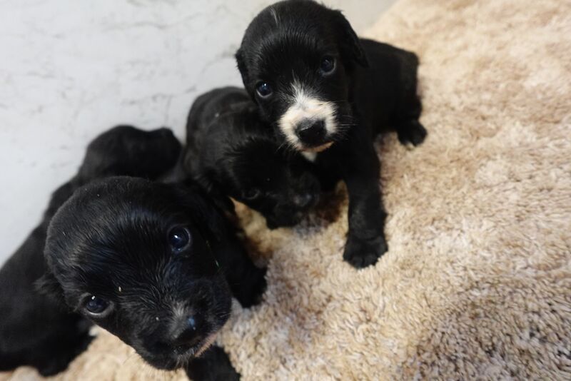 Pedigree working cocker spaniels for sale in Addlestone, Surrey - Image 13