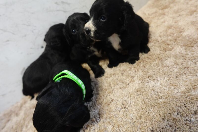 Pedigree working cocker spaniels for sale in Addlestone, Surrey - Image 14