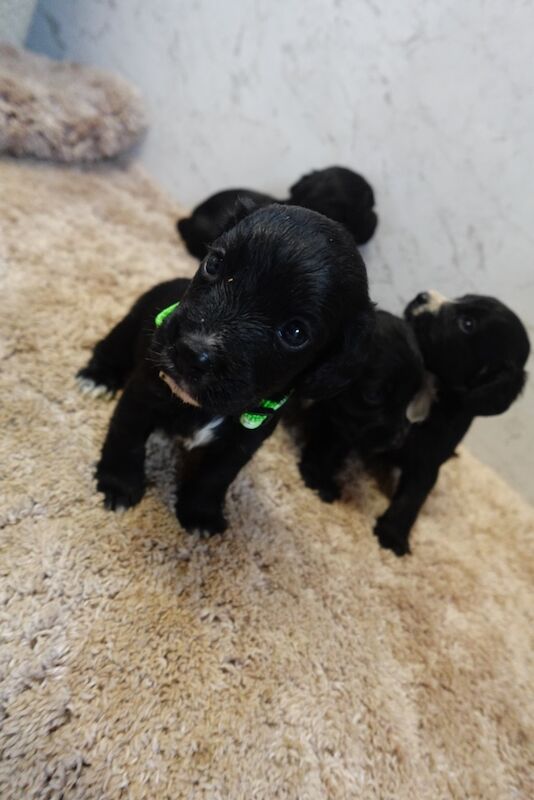 Pedigree working cocker spaniels for sale in Addlestone, Surrey - Image 15