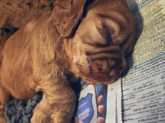 Pedigree working cocker spaniels for sale in Wolverhampton, West Midlands - Image 2