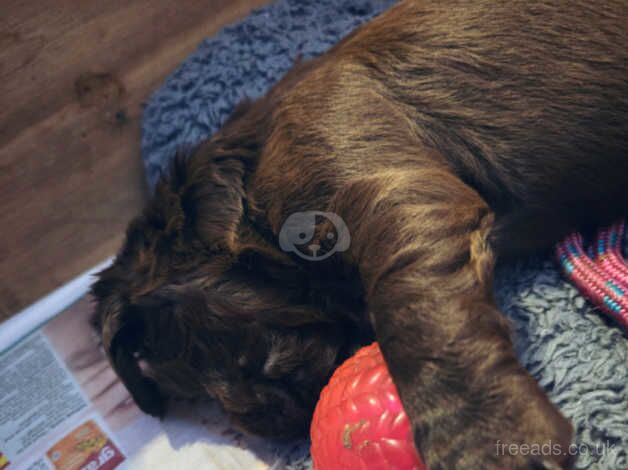 Pedigree working cocker spaniels for sale in Wolverhampton, West Midlands - Image 3