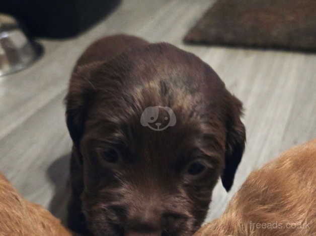 Pedigree working cocker spaniels for sale in Wolverhampton, West Midlands - Image 4