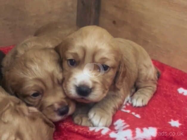 Pedigree working cocker spaniels for sale in Wolverhampton, West Midlands - Image 5