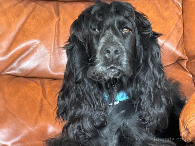 Pepper, gorgeous show cocker female for sale in Leominster, Herefordshire