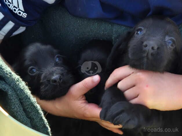 /Pets KC Reg Black cocker Puppies.puppies. for sale in Castle Douglas, Dumfries and Galloway