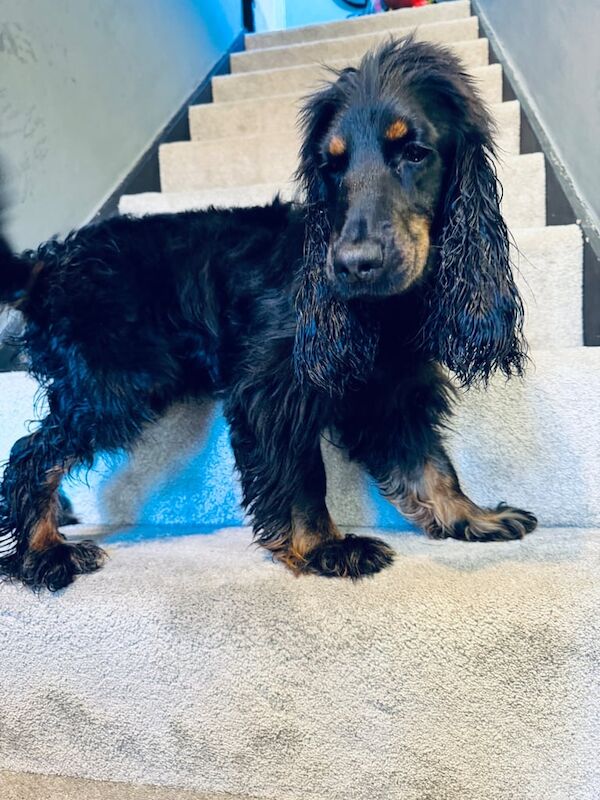 Pup cocker spaniel for sale in Port Talbot, West Glamorgan