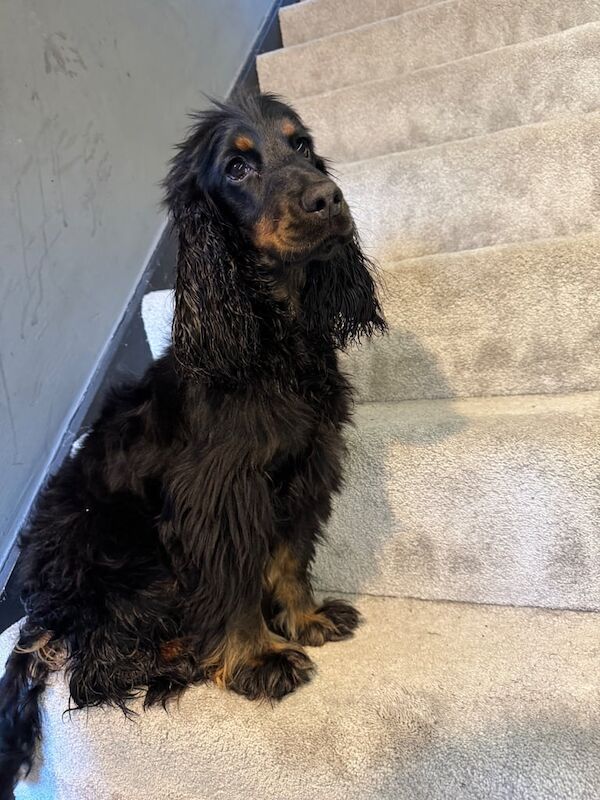 Pup cocker spaniel for sale in Port Talbot, West Glamorgan - Image 3