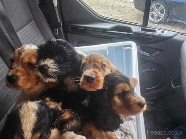 Puppies 10 weeks old 3 boys for sale in Guildford, Surrey - Image 3