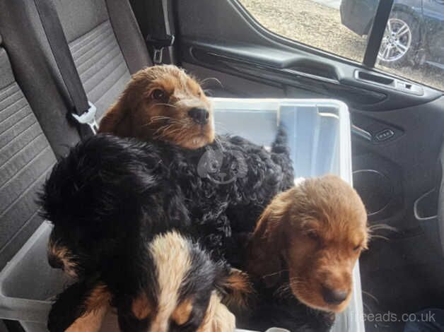 Puppies 10 weeks old 3 boys for sale in Guildford, Surrey - Image 4