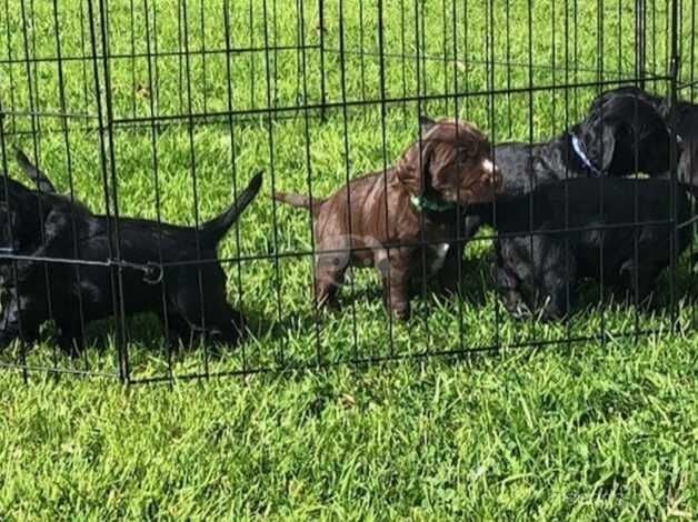 Puppies available for sale in Craigavon