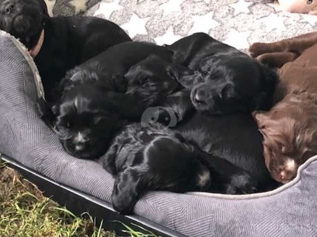 Puppies available for sale in Craigavon - Image 2