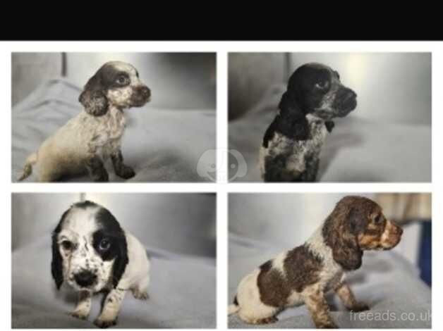 Puppies cocker spaniels for sale in Aldershot, Surrey