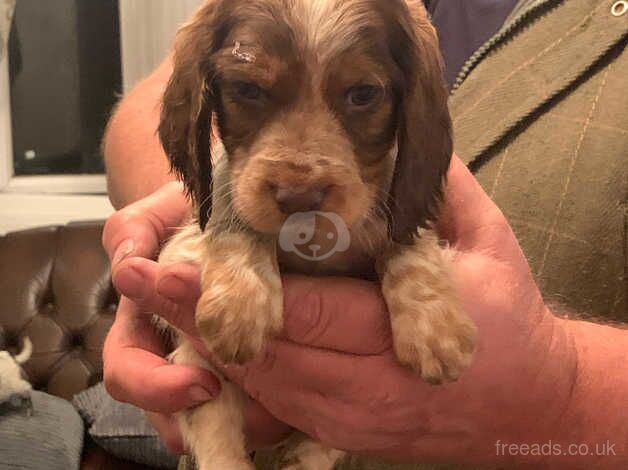 Puppies cocker spaniels for sale in Aldershot, Surrey - Image 3