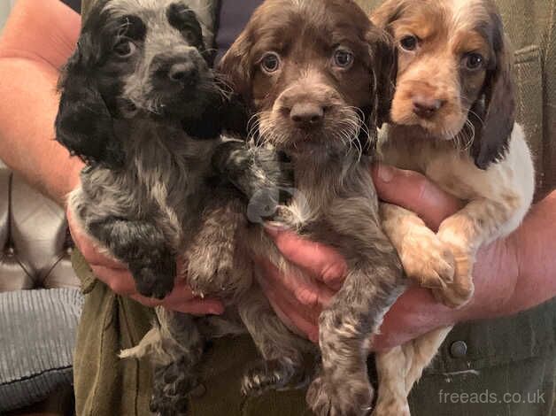 Puppies cocker spaniels for sale in Aldershot, Surrey - Image 4