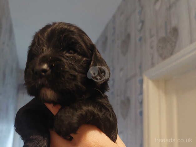 Puppies for sale in Bradford, West Yorkshire - Image 2