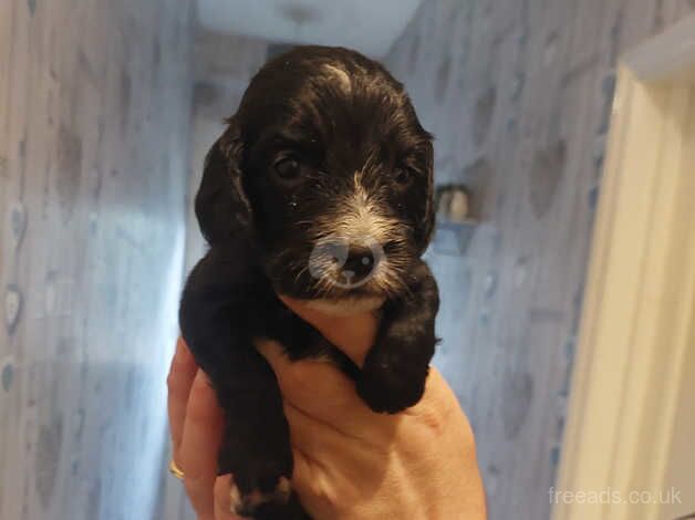 Puppies for sale in Bradford, West Yorkshire - Image 3