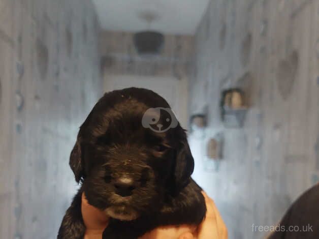 Puppies for sale in Bradford, West Yorkshire - Image 4