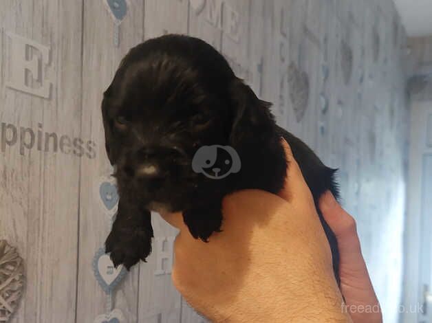 Puppies for sale in Bradford, West Yorkshire - Image 5