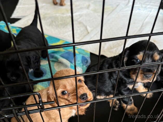 Puppies for sale in Newport - Image 1