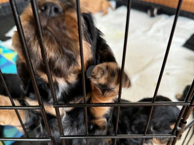 Puppies for sale in Newport - Image 2