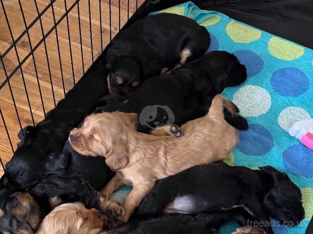 Puppies for sale in Newport - Image 3