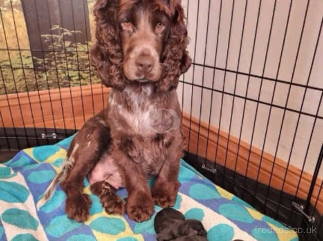 Puppies for sale in Newport - Image 5