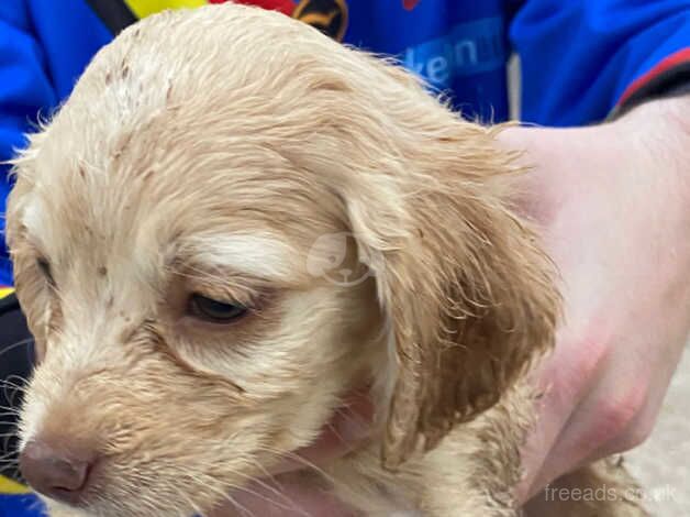 Puppies for sale in Rochdale, Greater Manchester - Image 1