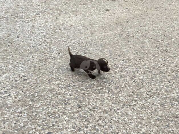 Puppies for sale in Rochdale, Greater Manchester - Image 3