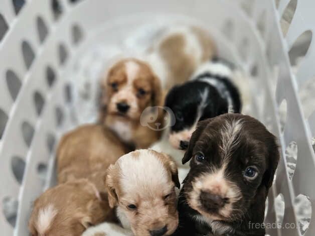 Puppies for sale in Sandy, Carmarthenshire - Image 1