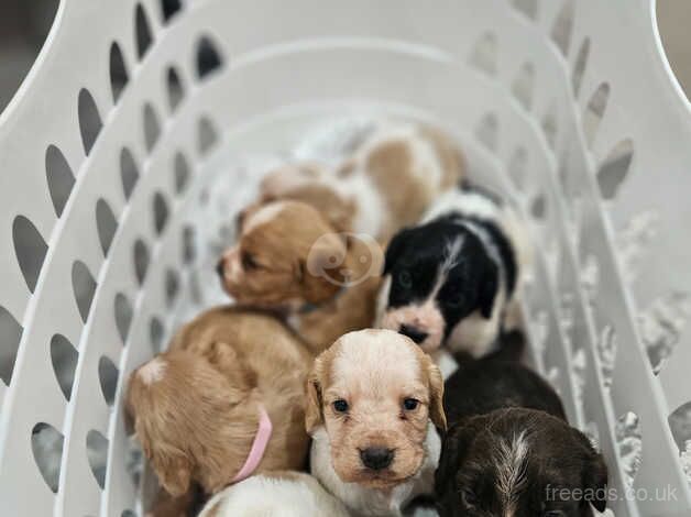 Puppies for sale in Sandy, Carmarthenshire - Image 2