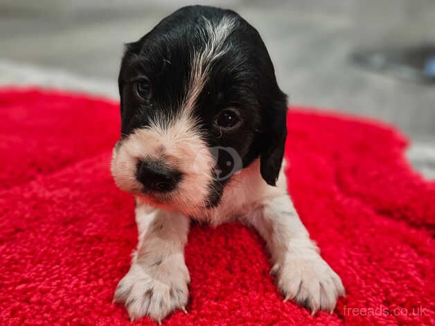 Puppies for sale in Sandy, Carmarthenshire - Image 3