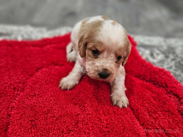 Puppies for sale in Sandy, Carmarthenshire - Image 4